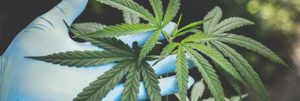 Marijuana plant in hand of scientist